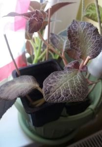 Episcia - Maria; Episcia Raspberry Blush
