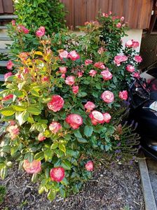 IMG20210614200809