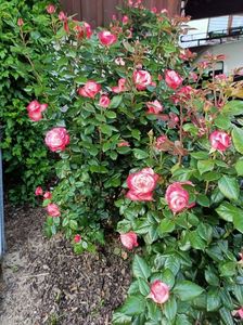 IMG20210614212525