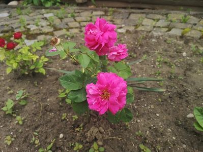 Trandafir pentru dulceata