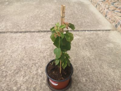 Bougainvillea dakota pink