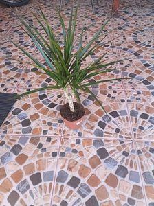 Dracena