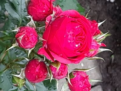 Crimson flower circus