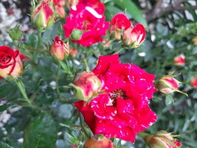 Dimov mini 25,magic hit