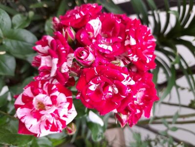 Dimov mini nr 22,flash night