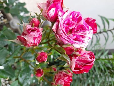 Dimov mini nr 6 belle d espinouse