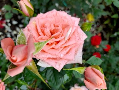 Mini floribunda somon