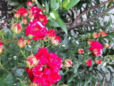 Dimov mini nr 25 magic hit