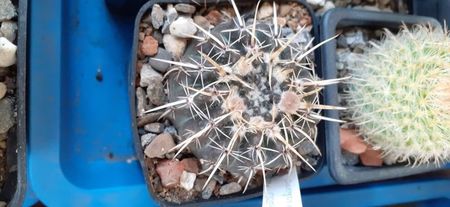 Notocactus turecekianus 25 lei; Ghiveci  7×7 cm
