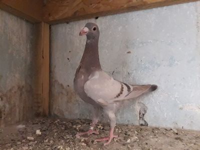 Femelă brown dungată 2021