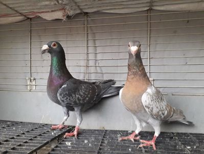 Mascul indigo, hetero rubella și fem gold indigo