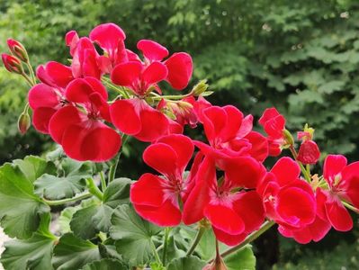 Fairy velvet; rosu intens catifelat cu ochi roz
