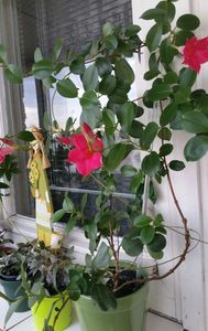 Dipladenia