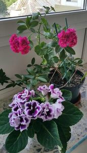 Muscate curgatoare si gloxinia