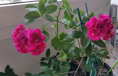 muscata curgatoare si dipladenia