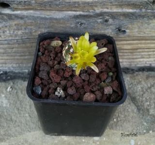 Echinocereus viridifloris Blue Montano