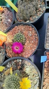 IMG-20210611-WA0020