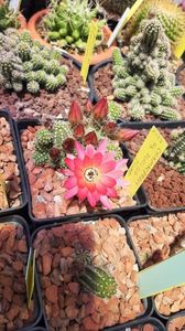 IMG-20210610-WA0042