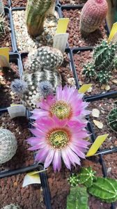 IMG-20210610-WA0037