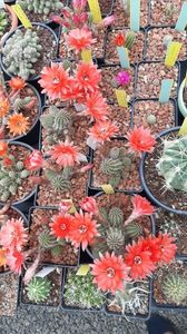 IMG-20210615-WA0028