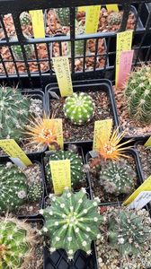 IMG-20210615-WA0025