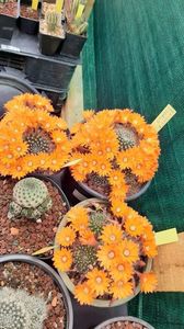 IMG-20210615-WA0011