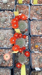 IMG-20210615-WA0007