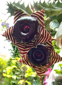 Huernia zebrina