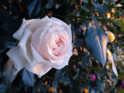 Garden of roses