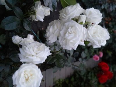 Alabaster