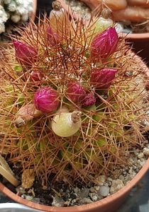 Mammillaria spinosissima