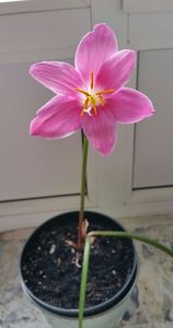 doua frunze si o floare