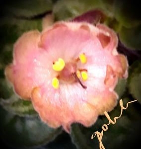 LE Pink Muscat