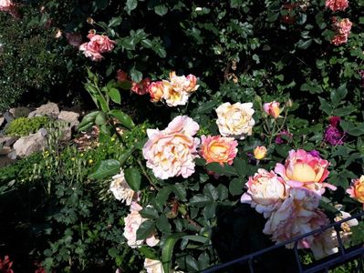 Rose de Cisterciens