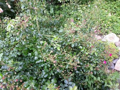 Heidetraum