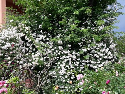 Pauls Himalayan Musk; Aici e un singur trandafir; a inceput sa-si acopere vecinii.
