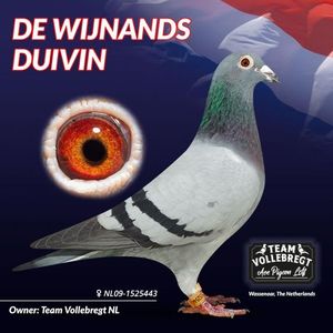 MAMA  NL09-1525443 Blauwe Wijnands