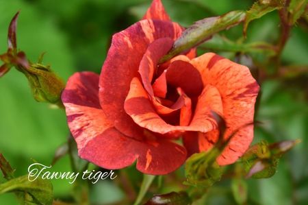 AddText_06-18-02.38.12