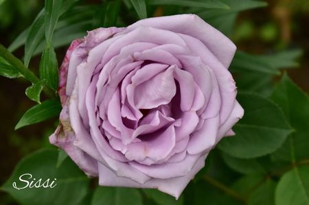 AddText_06-18-02.33.58