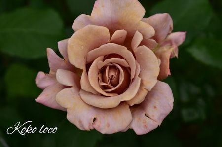 AddText_06-18-02.31.02