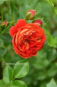 AddText_06-18-02.24.03