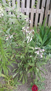 penstemon "dark towers"