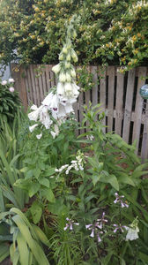 digitalis "pams choice"