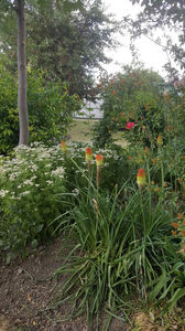 Kniphofia uvaria