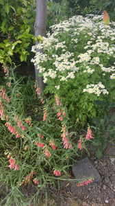 penstemon pink