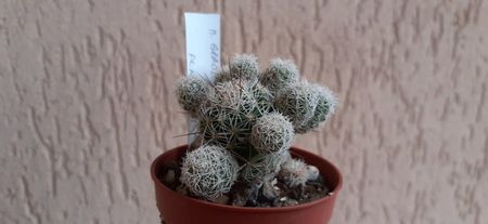 mammillaria vetula ssp. gracilis cv. roi baudouin yonneux 15 lei