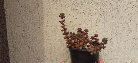 Sedum 10 lei; Ghiveci de 8 cm
