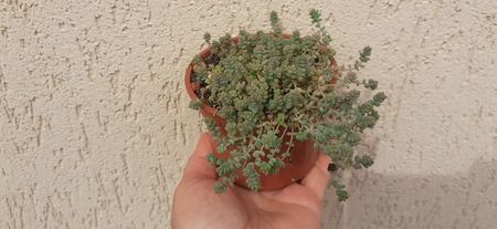 sedum dasyphyllum 15 lei