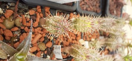 Hoodia parviflora 10 lei plantula. Semanatura