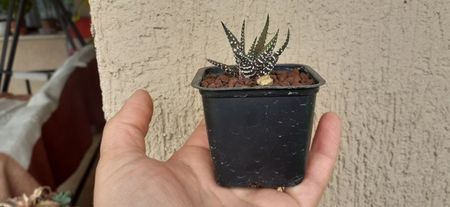 Haworthia  fasciata hb 15 lei